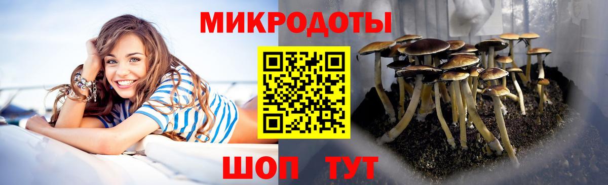 Галлюциногенные грибы Psilocybine cubensis Калининград
